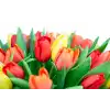 Kytice  tulipánů